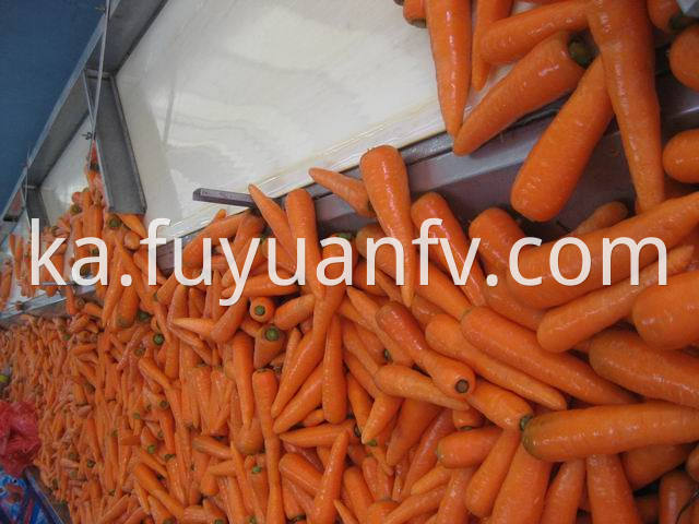 carrot